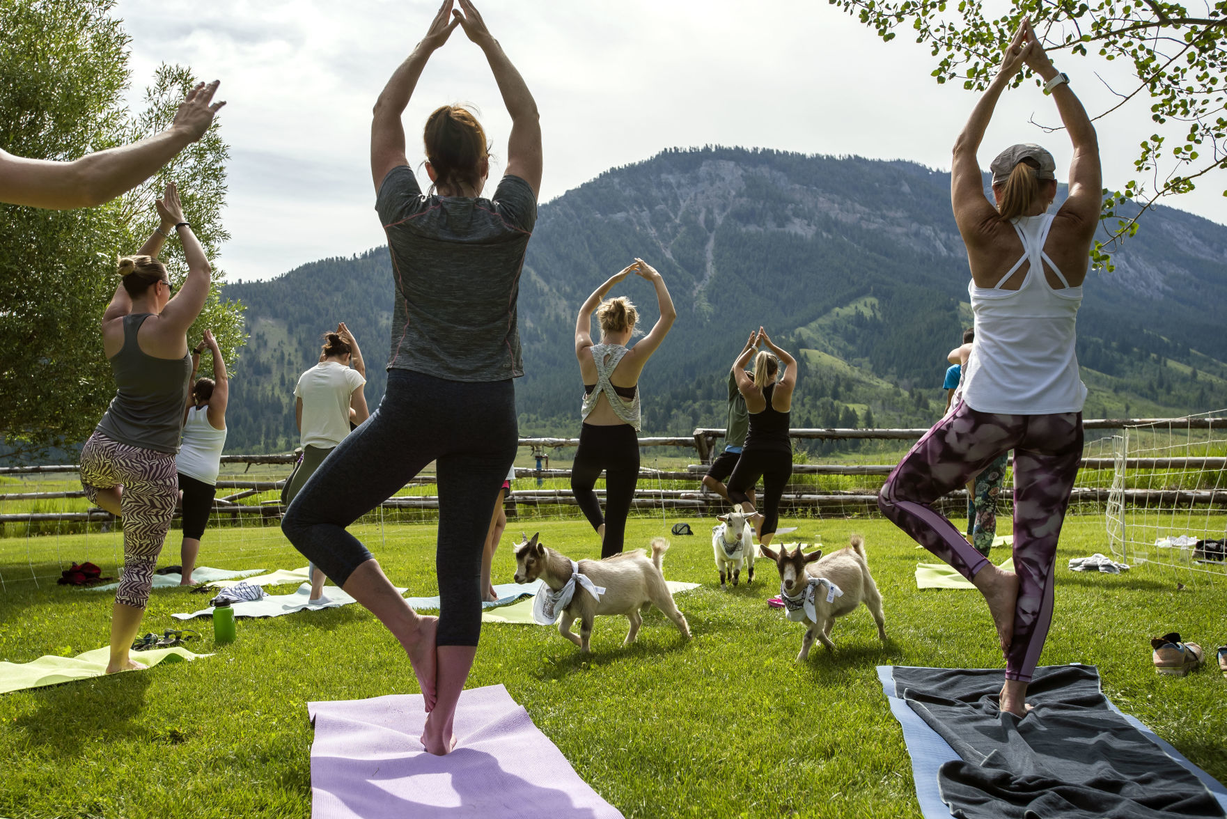 Jackson Hole Goat Yoga